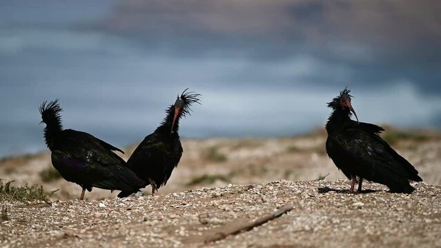 Northern Bald Ibis, Geronticus eremita, Souss-Massa National Park, Morocco.