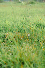 green moss on the grass