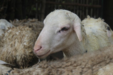 close up face of white sheep