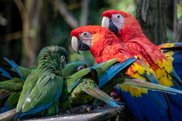Group of Ara parrots, Red parrot Scarlet Macaw, Ara macao and military macaw (ara militaris)