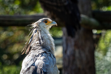 The secretarybird or secretary bird (Sagittarius serpentarius)