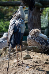 The secretarybird or secretary bird (Sagittarius serpentarius)