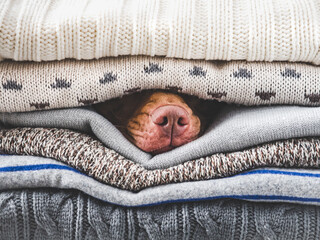 Lovable, pretty puppy lies on a pile of sweaters. Close up, indoors, studio photo. Day light. Concept of care, education, obedience training and raising pets
