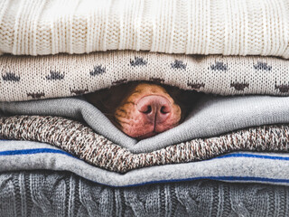Lovable, pretty puppy lies on a pile of sweaters. Close up, indoors, studio photo. Day light....