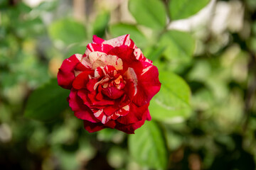 Photo of red rose in the garden in the morning
