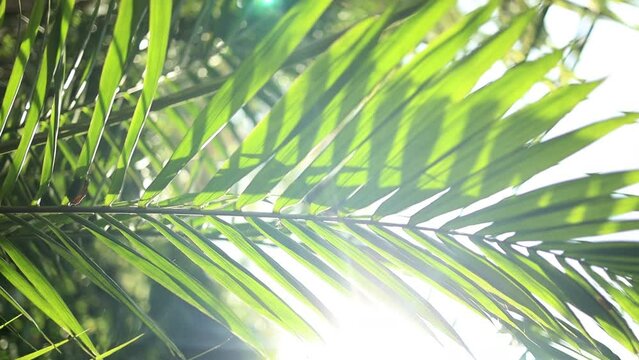 Green palm leaves, sun shines in background, only few blades focus abstract tropical background. High quality 4k footage