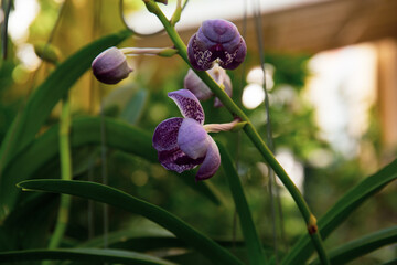 Photo of orchid in the home garden