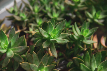 Succulent tree in the garden