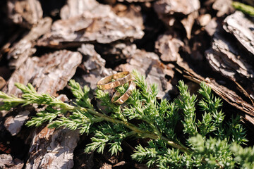 Two golden wedding rings on decorative sawdust near a conifer branch. Macro photo