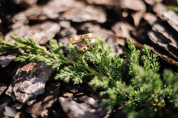 Two golden wedding rings on decorative sawdust near a conifer branch. Macro photo