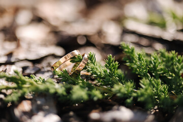 Two golden wedding rings on decorative sawdust near a conifer branch. Macro photo