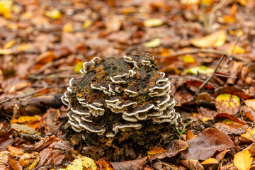 Grzyby rosnące na starym pniu