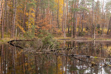 Leśne jezioro i zatopione drzewa