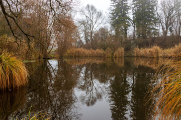 am Ufer des Biotope in Gaaden, Niederösterreich