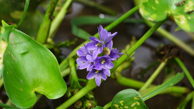 The Monochoria vaginalis plant has purple flowers that are blooming with clusters on green leaf stalks.