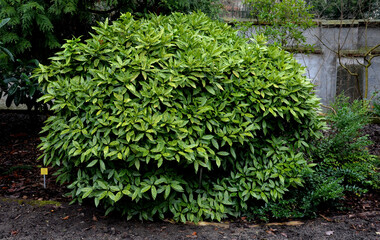 This spotted leaved aucuba grows slowly as a dense rounded evergreen shrub. It prefers rich, moist...