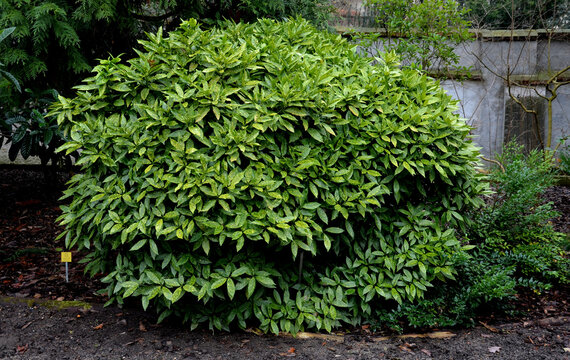 This spotted leaved aucuba grows slowly as a dense rounded evergreen shrub. It prefers rich, moist well-drained soil in partial to full shade.  Flowers appear in the in early spring and the foliage gl