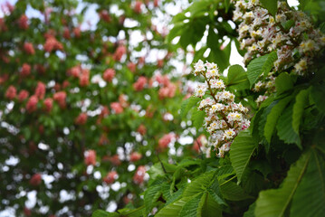 Spring floral background. Blooming pink and white chestnut. Blurred background, place for text.