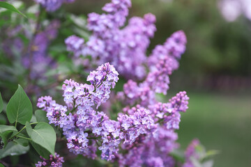 Spring background. Blooming lilac in spring. Shallow depth of field, blurred background, space for text.