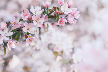 Spring floral background with copy space. Pink apple tree flowers close-up. Blooming apple tree in spring. Shallow depth of field, soft focus.