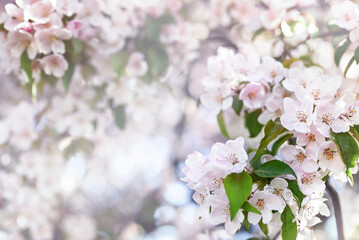 Spring floral background with copy space. Pink apple tree flowers close-up. Blooming apple tree in spring. Shallow depth of field, soft focus.