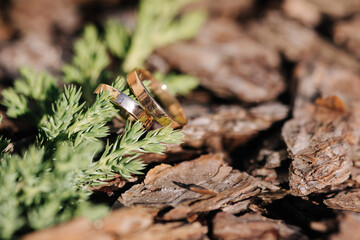 Two golden wedding rings on decorative sawdust near a conifer branch. Macro photo