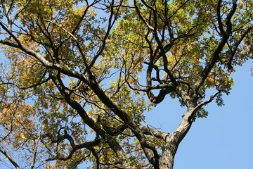 Eschenbaumkrone im Herbst - Fraxinus excelsior