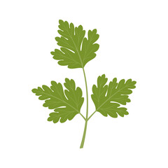 Cilantro isolated on white background. Coriander. Herb. Vector illustration. Flat style.	