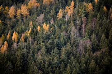Bunter Wald, herbstliche Stimmung