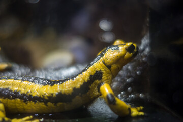 Salamander macro view