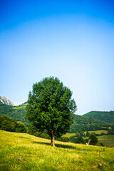 Fototapeta premium Tree in a field in Picos de Europa, Asturias, Spain