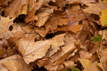 tas de feuille en automne 