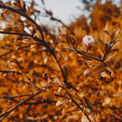 autumn leaves in the wind followers beautiful