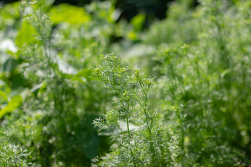 Partially blurred background image of green sprigs of dill growing in vegetable garden.