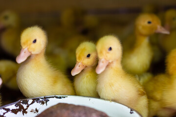 Little ducklings in a cage. Little ducklings, goslings crowd gathered in the cage.