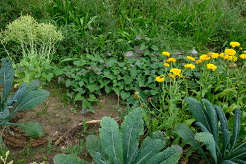 FU 2021-07-28 FeldLov 72 Im Beet wachsen gelbe Blumen