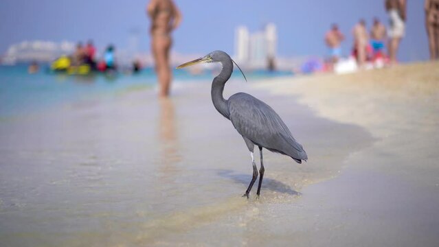 A gray bird (Western reef heron) stands on the beach and moves out of the frame 4k