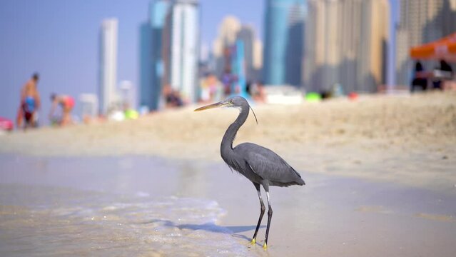 A gray bird (Western reef heron) stands on the beach against the backdrop of skyscrapers 4k