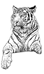 Tiger hand draw sketch black line on white background vector