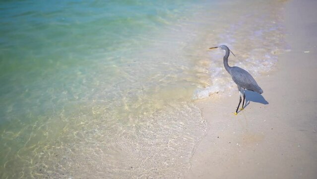 Gray bird (Western reef heron) stands on the beach shot from above