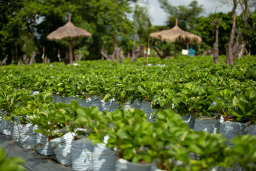 The fresh strawberry from the farm in the morning of Thailand. The winter season of fruit in Thailand. Red fruit in the hand.