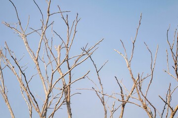 branches against sky
