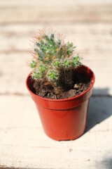 kaktus mamilaria elongata