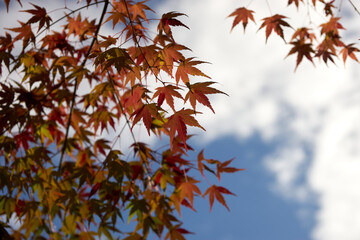 紅葉・もみじ・赤・色付く・秋・季節・背景・風景