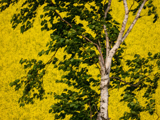 Birch trees and field of rape blossoms