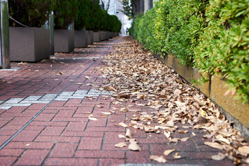 歩道・落ち葉・街並み・郊外・通り・秋・冬・影・足元・アップ