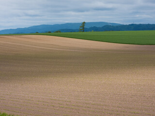 Obraz premium A spring field with gentle ups and downs