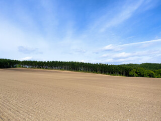 field and forest in spring