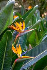 Orange flower in the tropical garden
