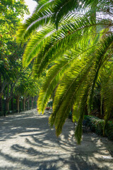Sun shining through palm leaves
